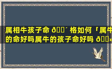 属相牛孩子命 🐴 格如何「属牛的命好吗属牛的孩子命好吗 🌻 」